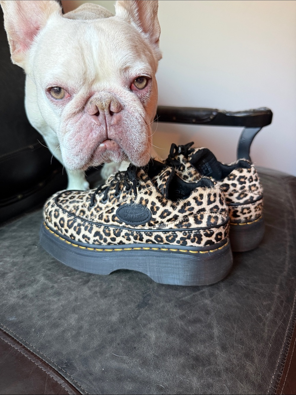 Dr. Martens Leopard Print Buzz - Black/Tan - Picture 1 of 4